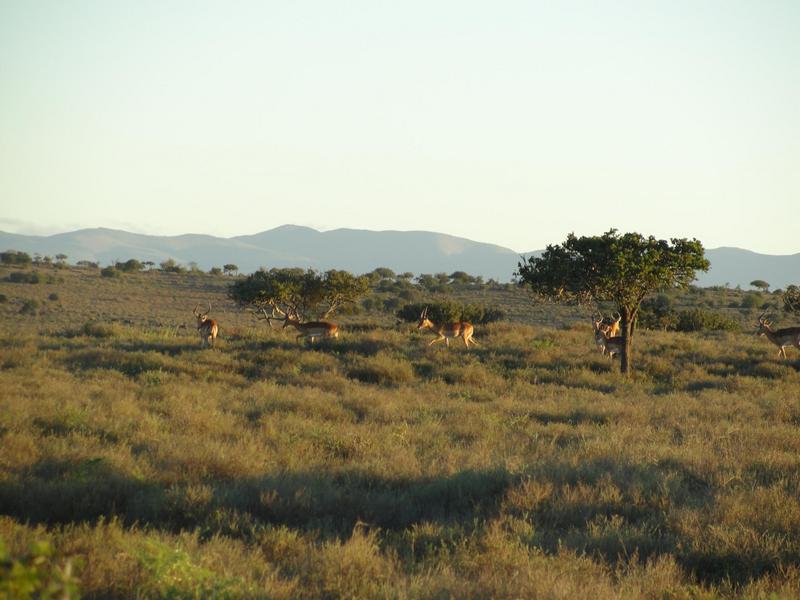 0 Bedroom Property for Sale in Kirkwood Eastern Cape